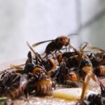 【記事】ハチの撃退方法とは？
